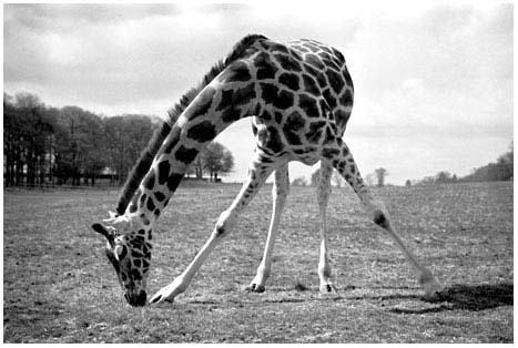 01-giraffe