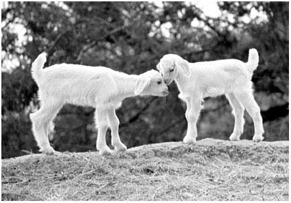 12-sheep