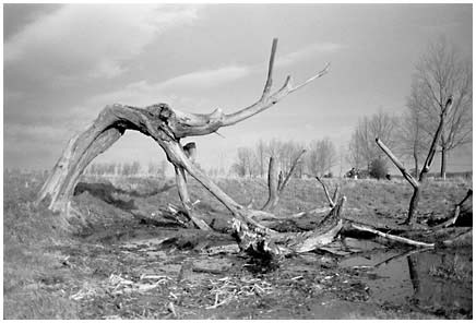 14-tree