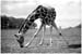 01-giraffe