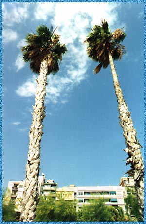 palm trees