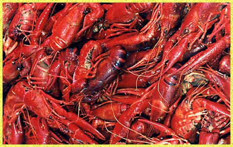 7. norwegion prawns