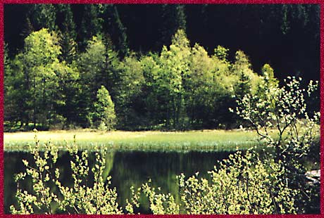 8. forest