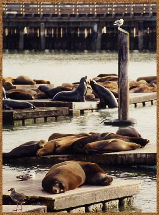13_seals