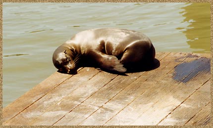 24_seal