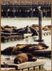 13_seals