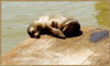 24_seal