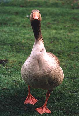 graylag3.jpg