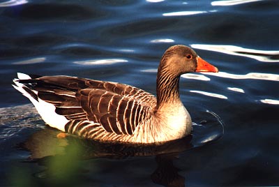Greylag