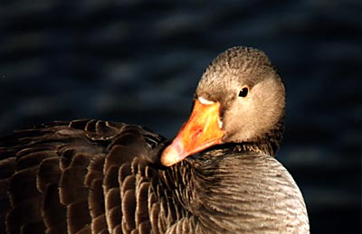 greylag2.jpg