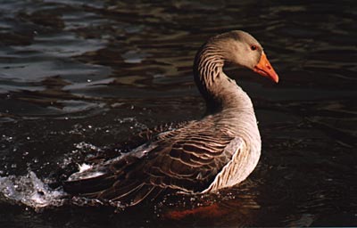 greylag4.jpg