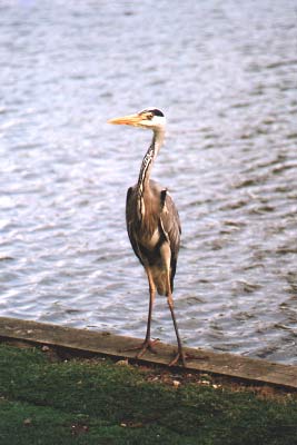 heron