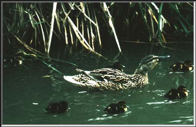 First mallard picture
