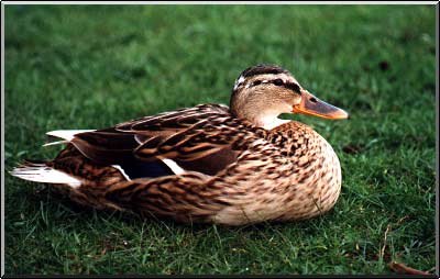 2nd Mallard picture