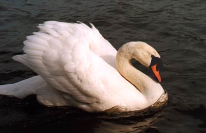 swan 1