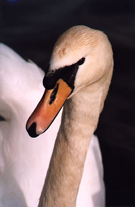swan 2