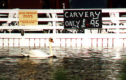 swan 5