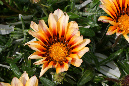 039-0905nissi053a