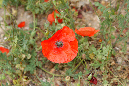 075-0905nissi057a