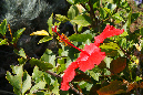 107-0905nissi181a