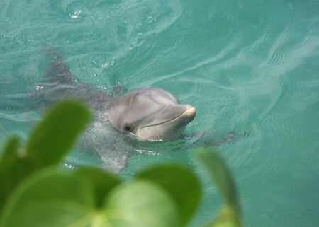 24 Dolphin