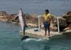 23 Dolphin Cove, Jamaica