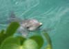 24 Dolphin
